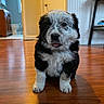 puppy, dog, black_and_white, fluffy, sitting, portrait, indoor, wooden_floor, home, adorable, pet, animal, face, eyes, nose, tongue, fur, hallway, furniture, photography