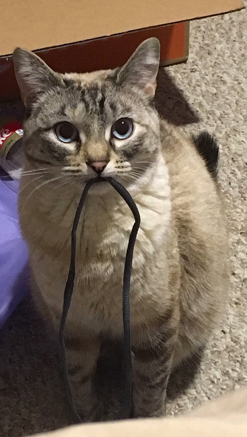 Willow is registered to the contest to win money with this photo: aegean_cat, american_bobtail, american_wirehair, asian, australian_mist, british_shorthair, carnivore, cat, domestic_short_haired_cat, european_shorthair, fawn, felidae, kitten, mammal, photo_caption, small_to_medium_sized_cats, snout, tabby_cat, vertebrate, whiskers