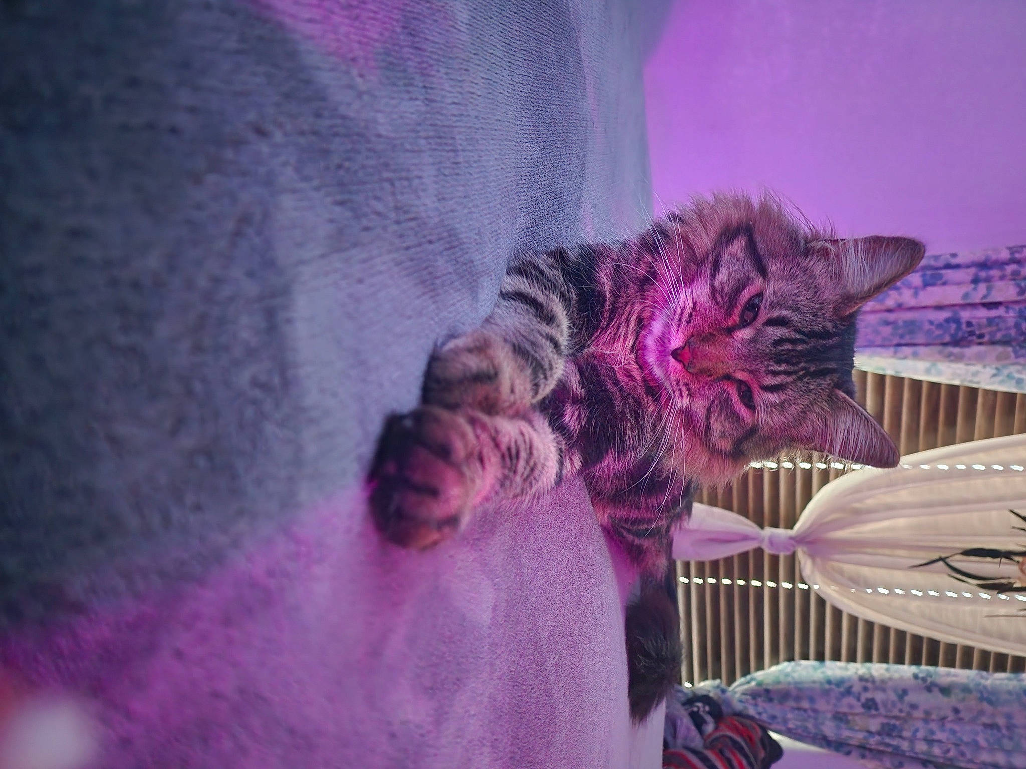 Jaxson is registered to the contest to win money with this photo: bed, bed_sheet, cat, comfort, domestic_short_haired_cat, event, felidae, fun, fur, linens, magenta, purple, room, sky, small_to_medium_sized_cats, tail, tree, violet, whiskers, winter