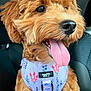 dog, puppy, curly_fur, tongue_out, car_seat, harness, floral_pattern, happy, pet, canine, close_up, nose, fur, animal, domestic_animal, sitting, cute, tongue, expression, vehicle_interior