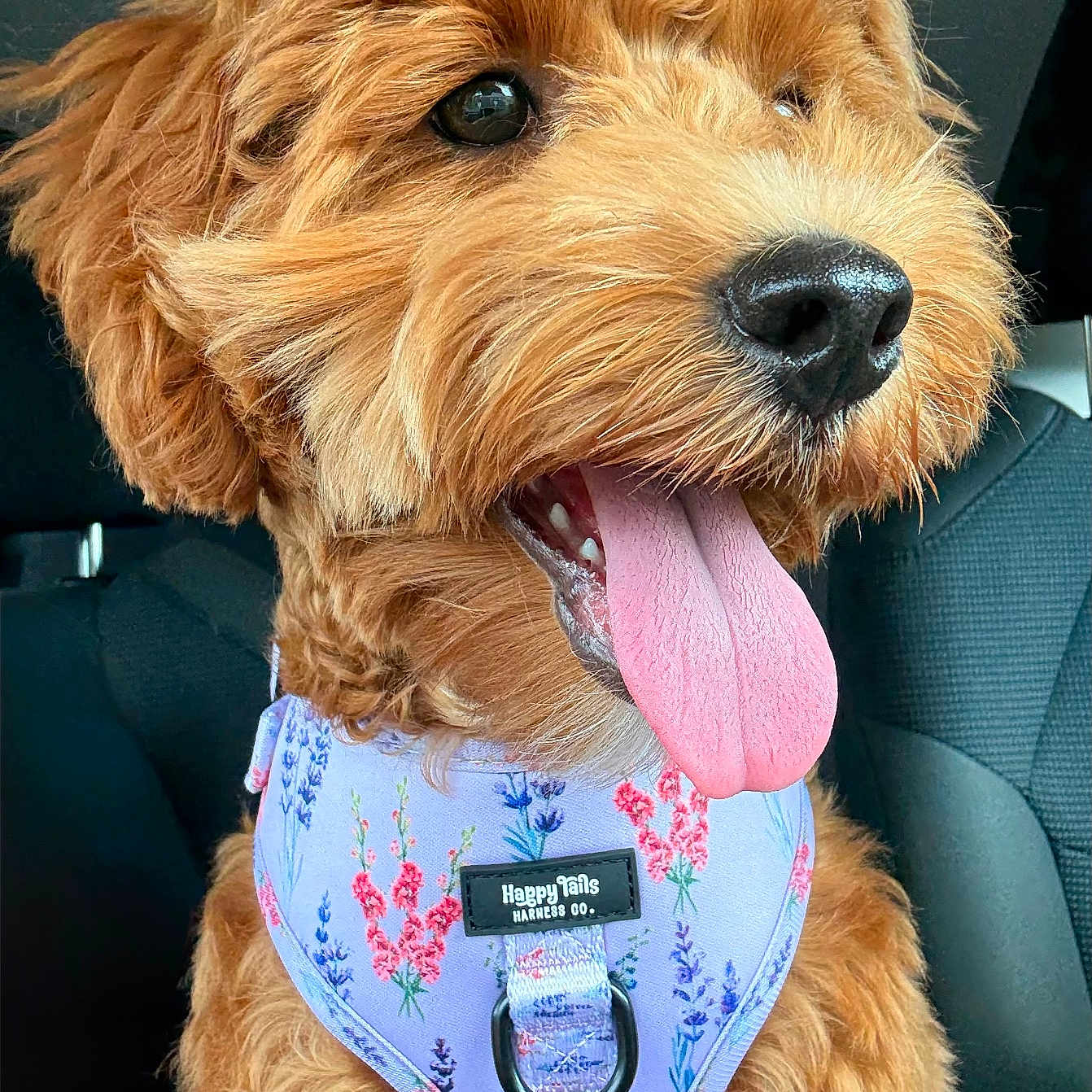 Veer is registered to the contest to win money with this photo: animal, canine, car_seat, close_up, curly_fur, cute, dog, domestic_animal, expression, floral_pattern, fur, happy, harness, nose, pet, puppy, sitting, tongue, tongue_out, vehicle_interior