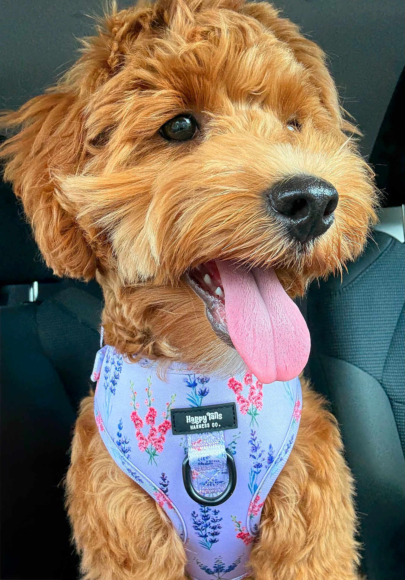 Veer is registered to the contest to win money with this photo: dog, puppy, curly_fur, tongue_out, car_seat, harness, floral_pattern, happy, pet, canine, close_up, nose, fur, animal, domestic_animal, sitting, cute, tongue, expression, vehicle_interior