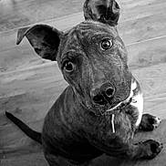Tokyo is registered to the contest to win money with this photo: dog, brindle, puppy, pet, indoor, wooden_floor, curious, ears, eyes, sitting, collar, canine, animal, head_tilt, looking_up, close_up, black_and_white, floor, adorable, portrait