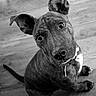 dog, brindle, puppy, pet, indoor, wooden_floor, curious, ears, eyes, sitting, collar, canine, animal, head_tilt, looking_up, close_up, black_and_white, floor, adorable, portrait