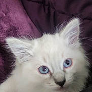 Gordita is registered to the contest to win money with this photo: animal, blanket, blue_eyes, cat, closeup, cozy, curious, cute, domestic_cat, furry, indoor, kitten, looking, pet, portrait, purple_blanket, small_animal, soft_texture, white_fur, young_cat
