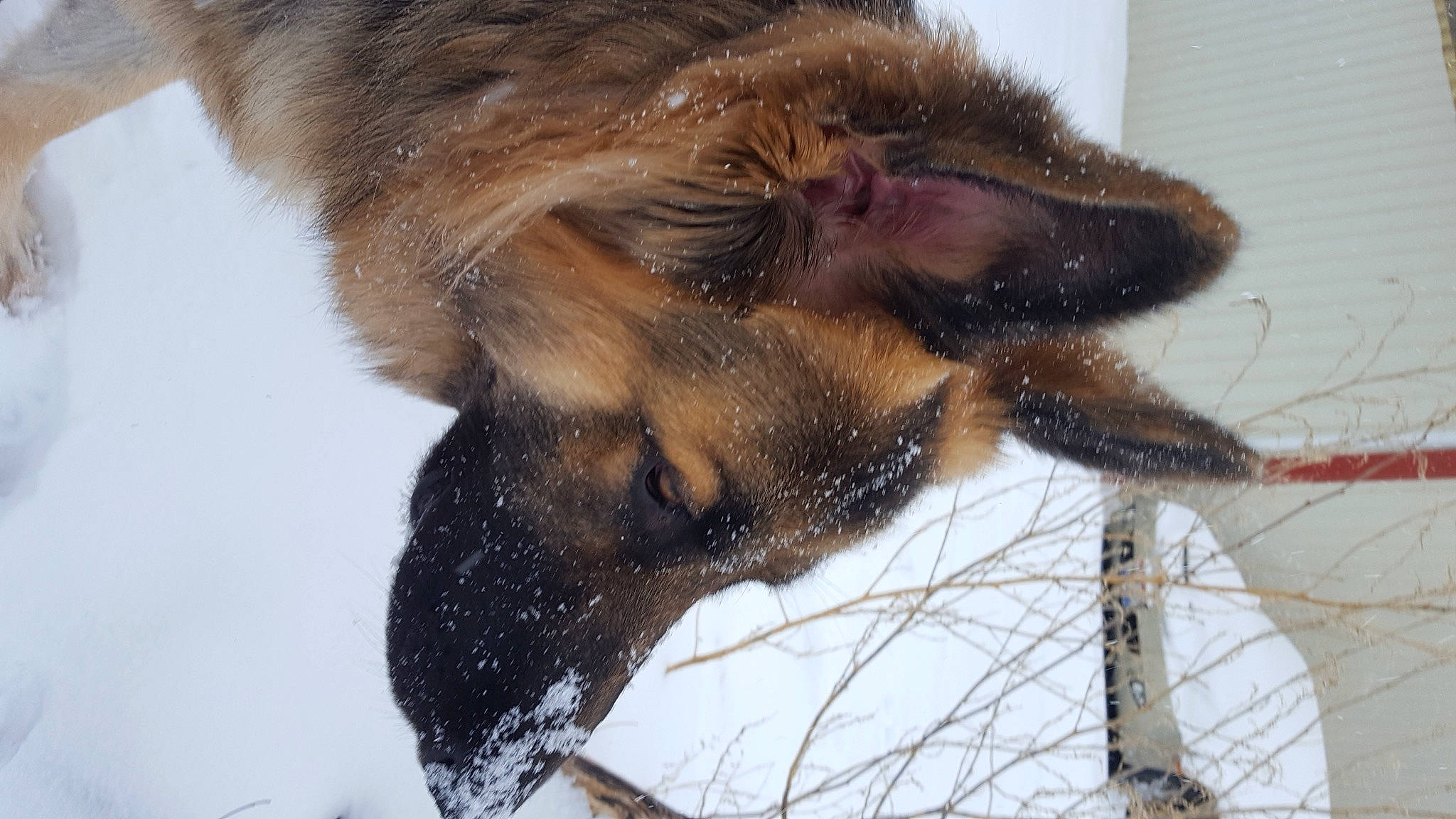 Hercules joined the competition — help win amazing prizes! arthropod, bat, big_brown_bat, claw, fur, head, little_red_flying_fox, liver, organism, paw, pollinator, snout, tail, terrestrial_animal, tree, twig, vertebrate, whiskers, wildlife, wing