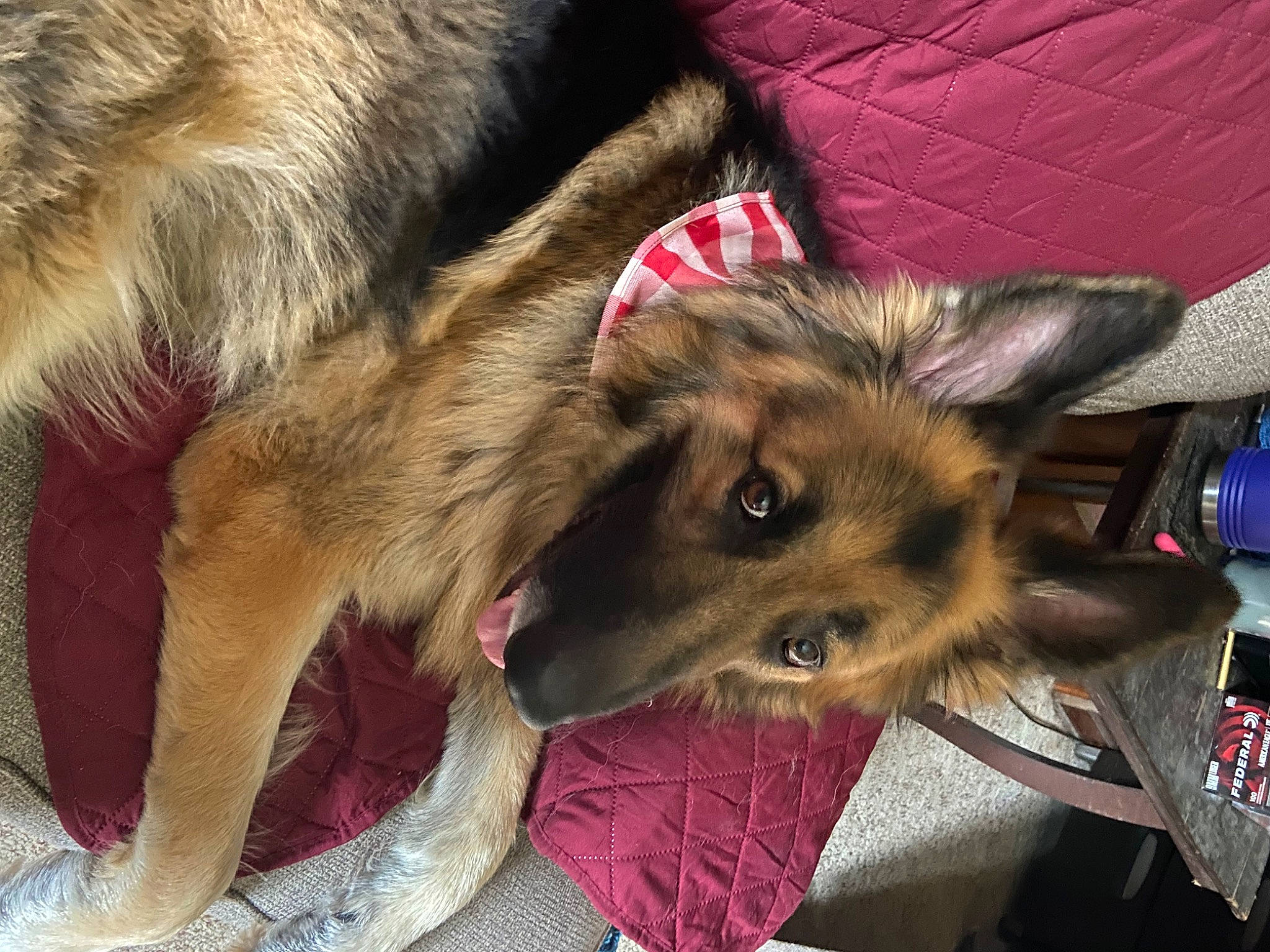 Hercules is registered to the contest to win money with this photo: canidae, canis, carnivore, companion_dog, dog, dog_breed, ear, east_european_shepherd, fawn, fur, german_shepherd_dog, herding_dog, king_shepherd, liver, natural_material, old_german_shepherd_dog, paw, snout, sporting_group, working_dog