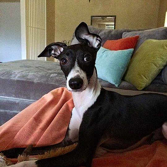 Luigi is registered to the contest to win money with this photo: