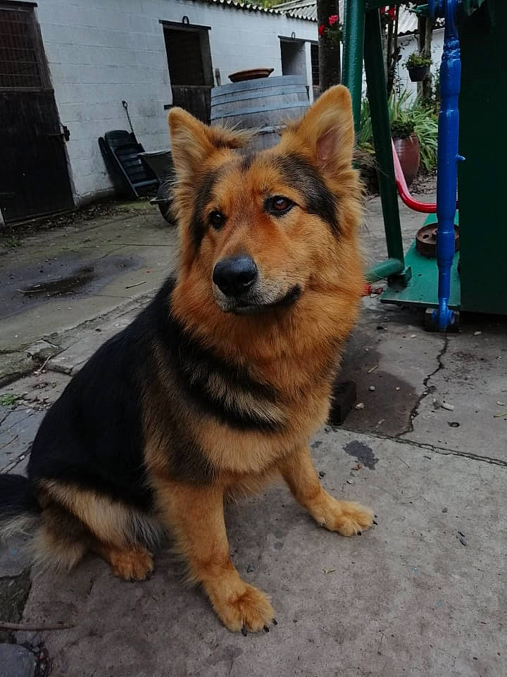 Bel participe au concours pour gagner de l'argent avec cette photo : ancient_dog_breeds, canidae, carnivore, collar, companion_dog, dog, dog_breed, fur, herding_dog, road_surface, sidewalk, snout, sporting_group, tail, terrestrial_animal, whiskers, working_dog