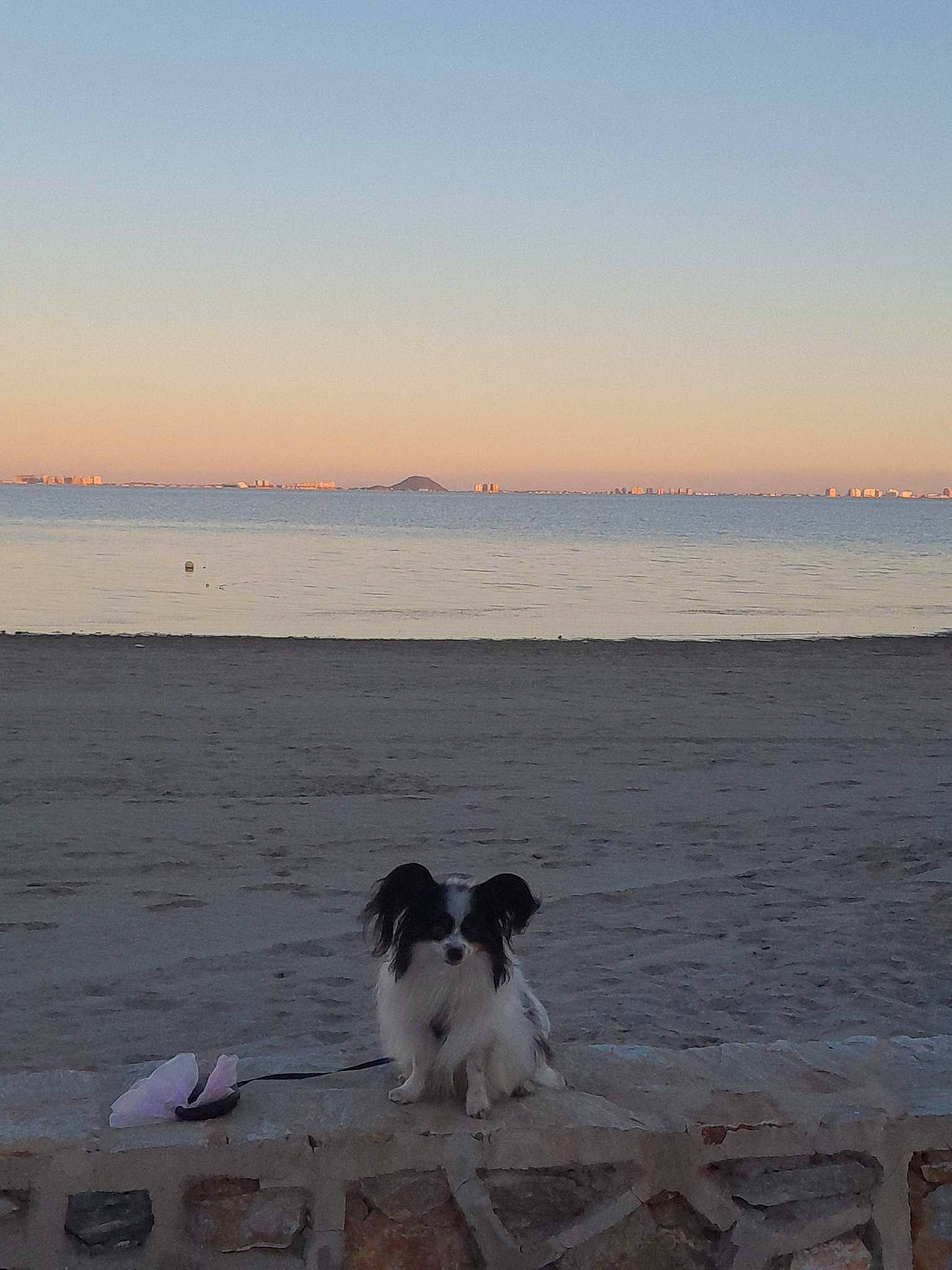 Jack a rejoint le concours — aidez-le/la à gagner de superbes lots ! beach, calm, carnivore, coast, coastal_and_oceanic_landforms, companion_dog, dog, dog_breed, horizon, landscape, morning, sand, seabird, shore, sky, sunrise, water, wind, wind_wave, wood