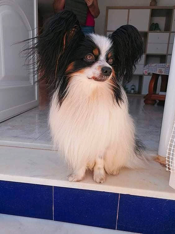 Jack participe au concours pour gagner de l'argent avec cette photo : bookcase, canidae, carnivore, companion_dog, dog, dog_breed, flooring, fur, herding_dog, papillon, shelf, snout, sporting_group, toy_dog, whiskers, working_animal, working_dog