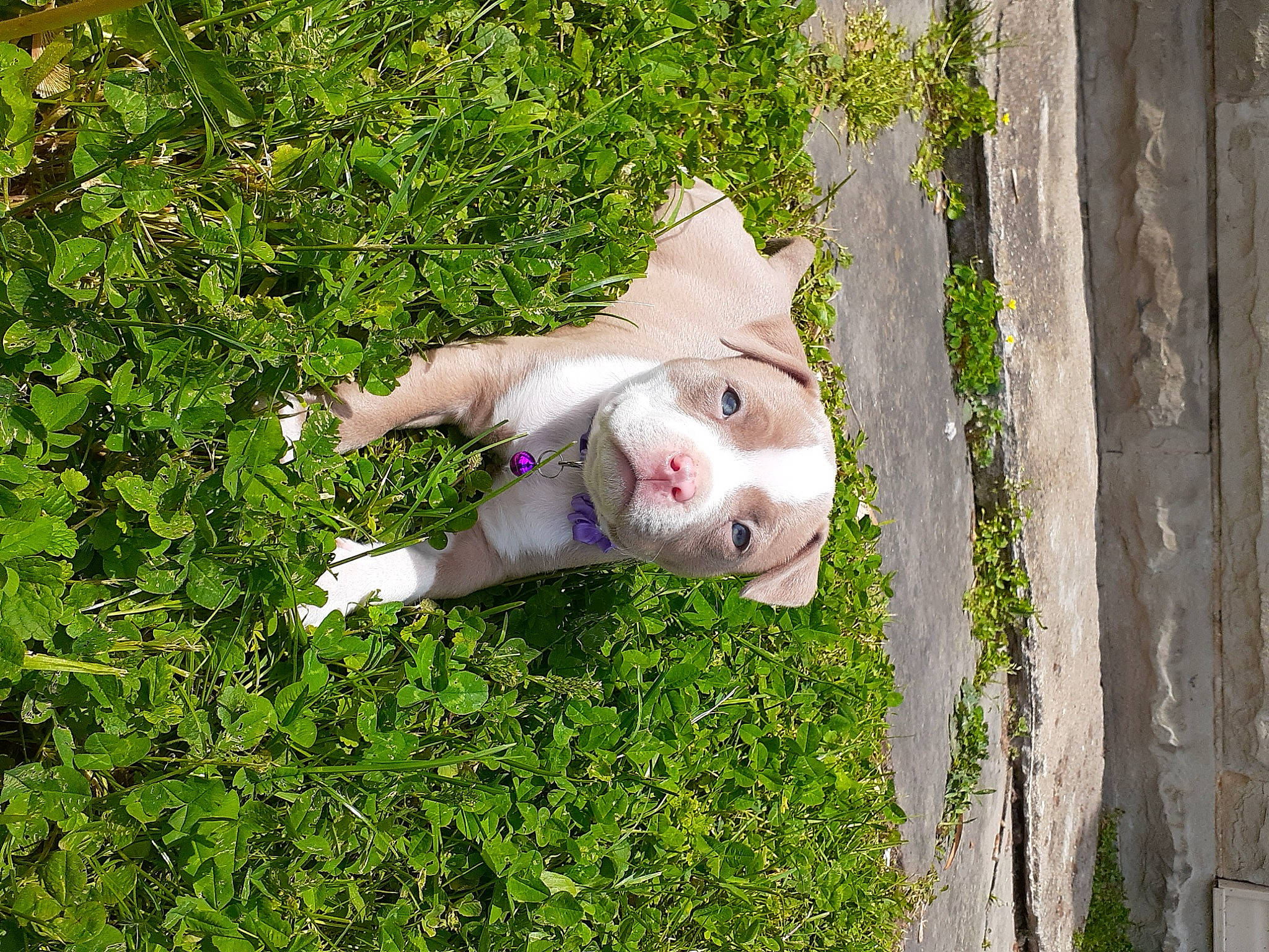 Catniss joined the competition — help win amazing prizes! art, companion_dog, dress, fawn, fun, garden, grass, grass_family, happy, lawn, lawn_ornament, people_in_nature, plant, rose, shrub, snout, tail, toy, tree, wood