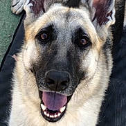 Rosie joined the competition — help win amazing prizes! dog, german_shepherd, canine, pet, animal, ears, tongue, smiling, lying_down, fur, black, tan, white, outdoor, mat, close_up, face, happy, friendly, portrait