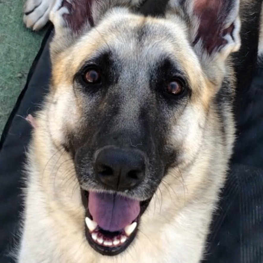 Rosie joined the competition — help win amazing prizes! animal, black, canine, close_up, dog, ears, face, friendly, fur, german_shepherd, happy, lying_down, mat, outdoor, pet, portrait, smiling, tan, tongue, white