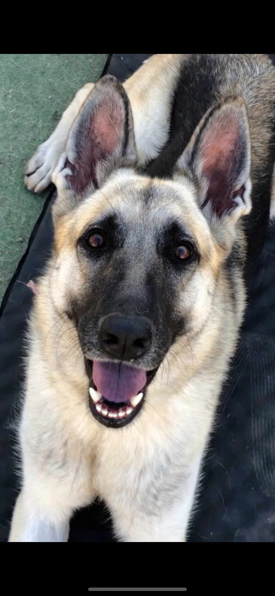 Rosie joined the competition — help win amazing prizes! dog, german_shepherd, canine, pet, animal, ears, tongue, smiling, lying_down, fur, black, tan, white, outdoor, mat, close_up, face, happy, friendly, portrait