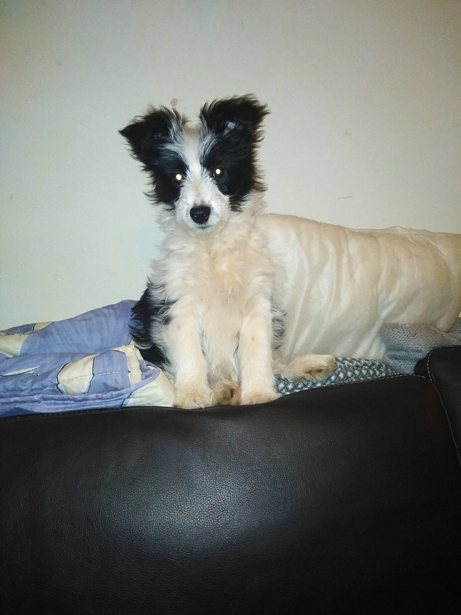 Kaly a rejoint le concours — aidez-le/la à gagner de superbes lots ! border_collie, canidae, carnivore, companion_dog, dog, dog_breed, mammal, puppy, rare_breed_dog, sporting_group, vertebrate