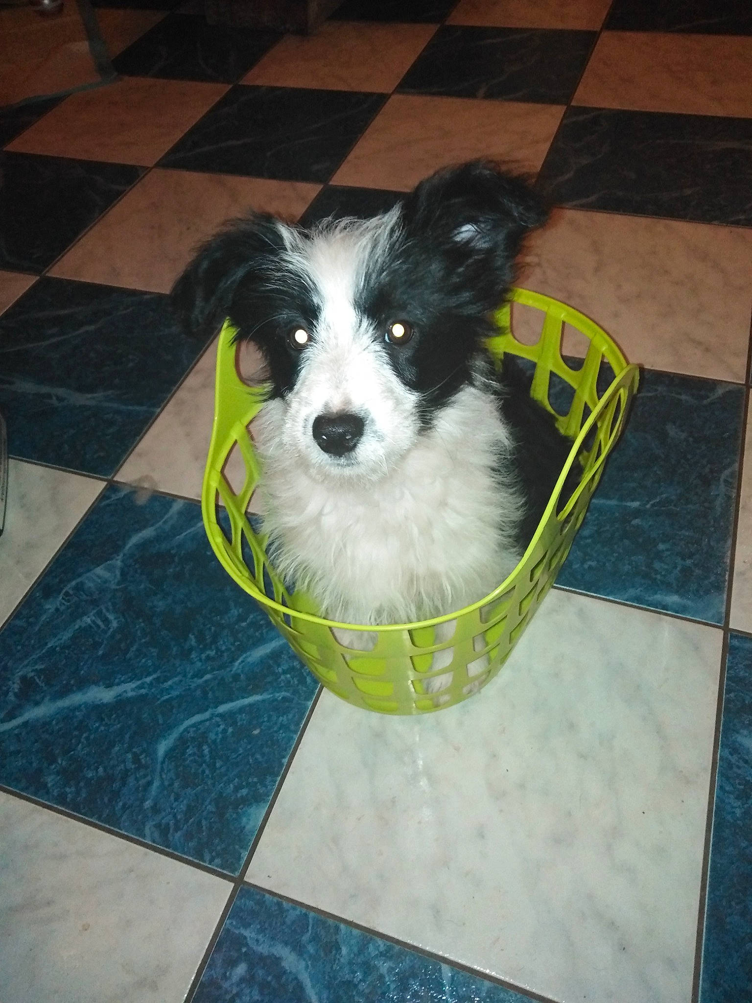 Kaly a rejoint le concours — aidez-le/la à gagner de superbes lots ! border_collie, canidae, carnivore, companion_dog, dog, dog_breed, mammal, papillon, phalene, rare_breed_dog, sporting_group, vertebrate