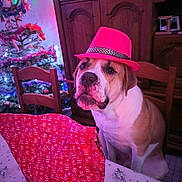 Urgo a rejoint le concours — aidez-le/la à gagner de superbes lots ! dog, pink_hat, christmas_tree, holiday_lights, gift_bag, festive, table, chair, indoor, decorations, brown_dog, white_dog, wooden_furniture, holiday, celebration, pet, wrapped_gift, festive_lighting, holiday_spirit, cute