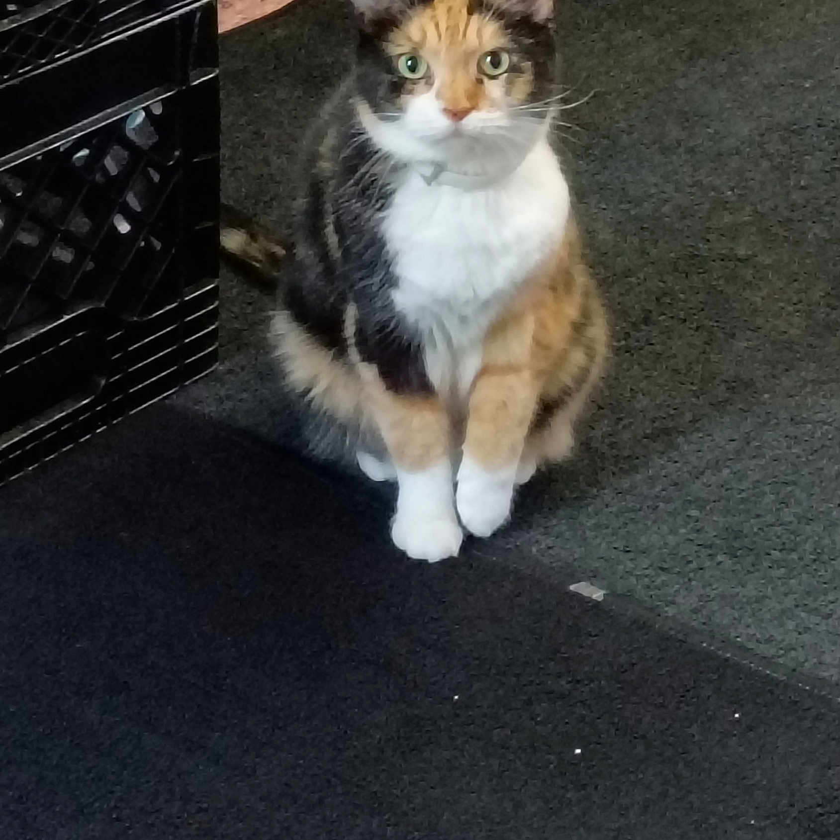 Mocha