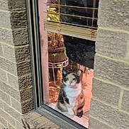 Mocha is registered to the contest to win money with this photo: cat, calico, window, brick_wall, plant, indoor, pet, animal, curious, sitting, glass, reflection, home, feline, looking_out, houseplant, potted_plant, cozy, domestic, still_life