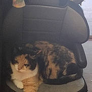 Mocha joined the competition — help win amazing prizes! animal, calico_cat, car_seat, cat, child_seat, colorful, comfortable, domestic, fabric, feline, fur, household, indoor, paw, pet, relaxed, resting, seat, stretching, wooden_floor