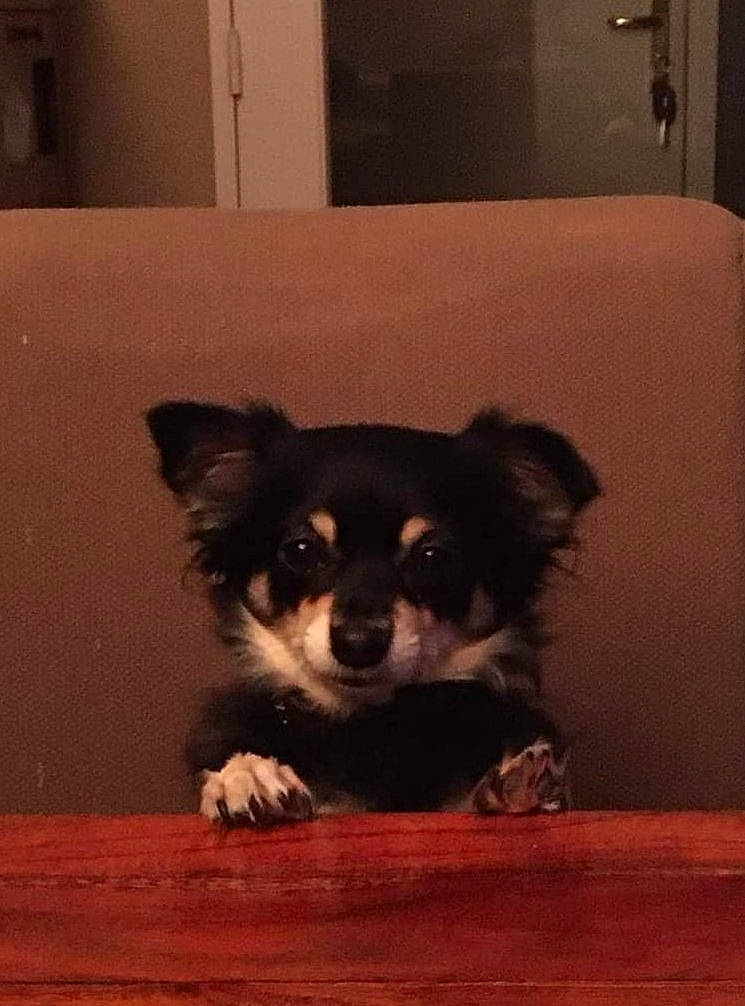 Jewel participe au concours pour gagner de l'argent avec cette photo : ball, canidae, carnivore, companion_dog, couch, dog, dog_breed, flooring, fur, hardwood, room, snout, sporting_group, terrestrial_animal, tints_and_shades, toy_dog, whiskers, wood, working_animal, working_dog