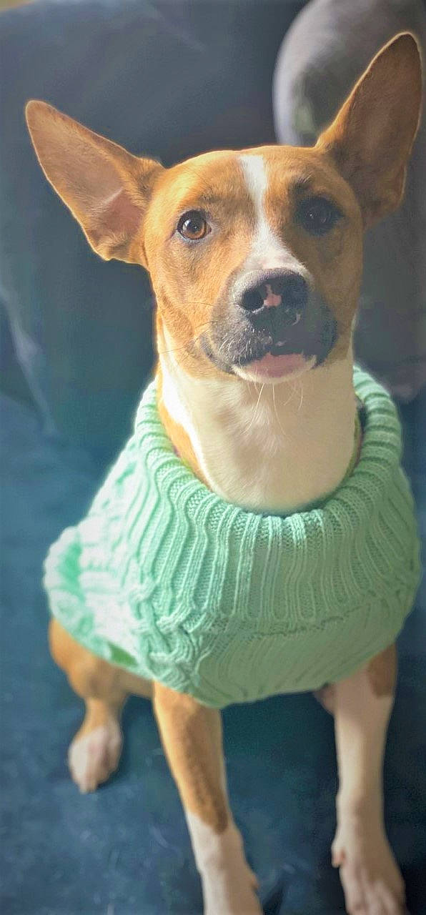 Reaya is registered to the contest to win money with this photo: ancient_dog_breeds, canidae, carnivore, collar, companion_dog, dog, dog_breed, dog_collar, dog_supply, fawn, fur, sleeve, snout, sporting_group, terrestrial_animal, terrier, whiskers, working_animal