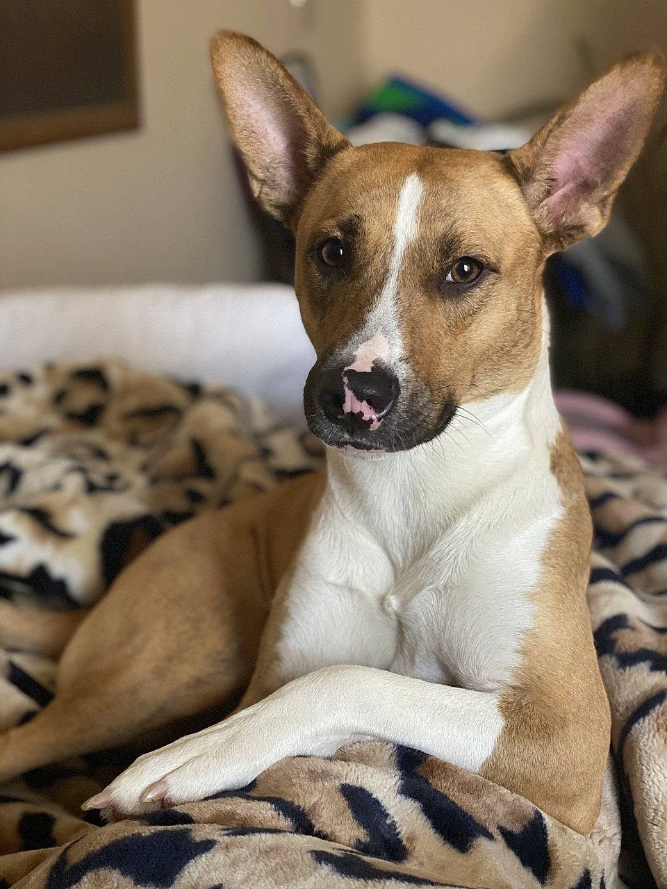 Reaya joined the competition — help win amazing prizes! canidae, carnivore, comfort, companion_dog, dog, dog_breed, ear, fawn, terrestrial_animal, whiskers