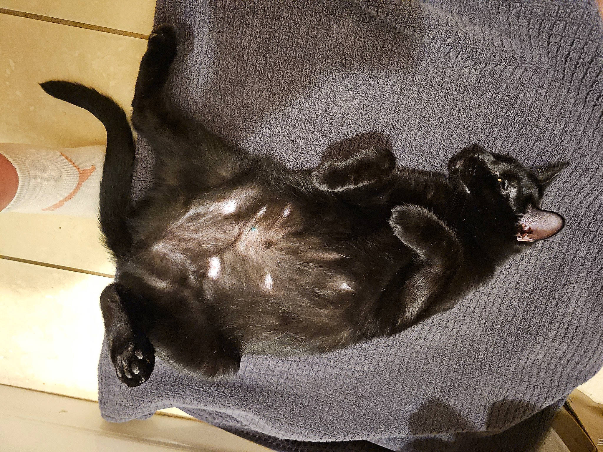 Geekiss is registered to the contest to win money with this photo: black, carnivore, comfort, companion_dog, dog, dog_breed, dog_supply, felidae, fur, grey, liver, paw, pet_supply, small_to_medium_sized_cats, snout, sporting_group, tail, terrestrial_animal, whiskers, working_animal