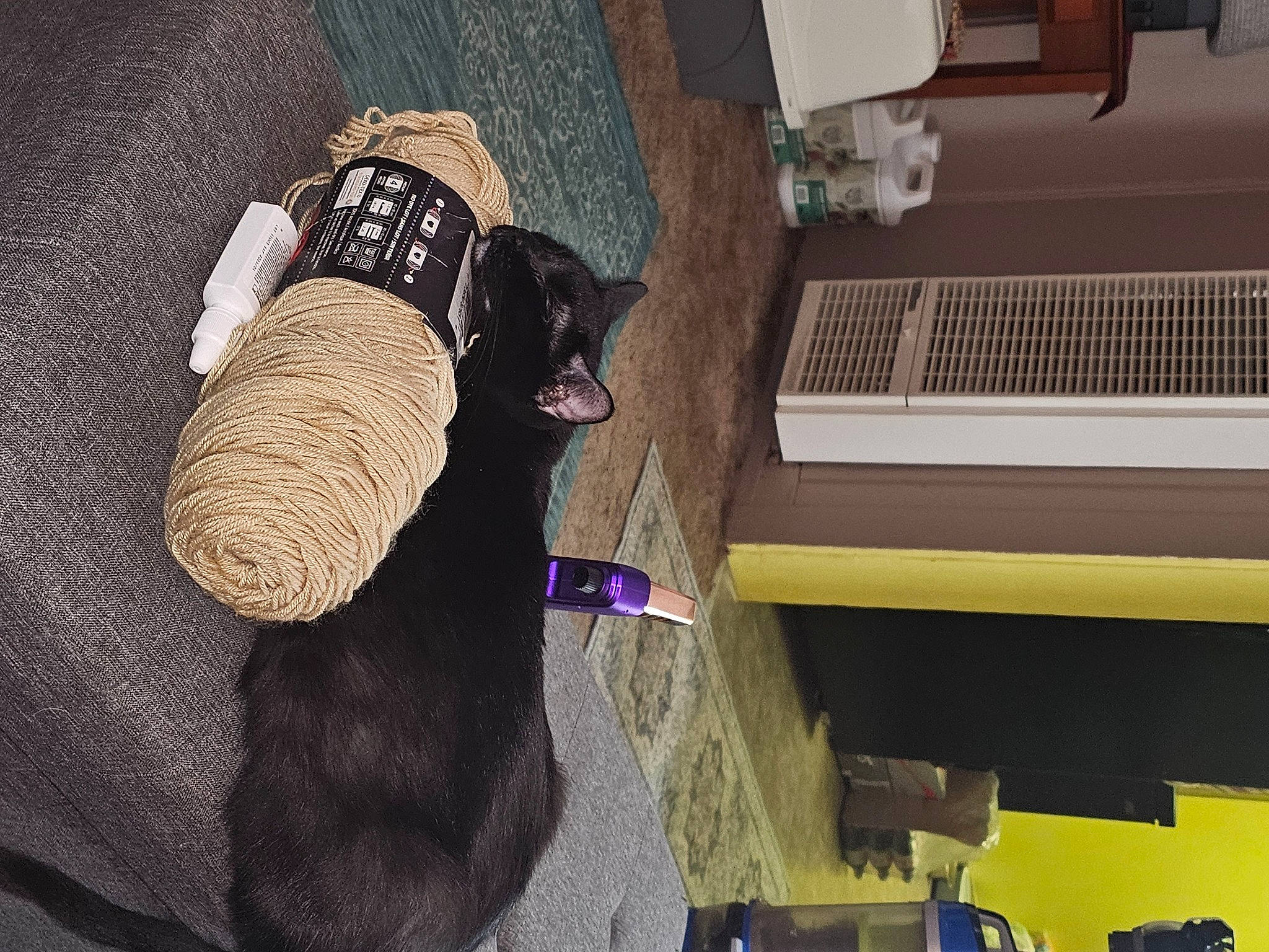 Geekiss is registered to the contest to win money with this photo: carnivore, comfort, companion_dog, dog, dog_breed, floor, flooring, fur, hardwood, linens, magenta, natural_material, purple, room, sporting_group, tail, tints_and_shades, wood, wool, working_animal