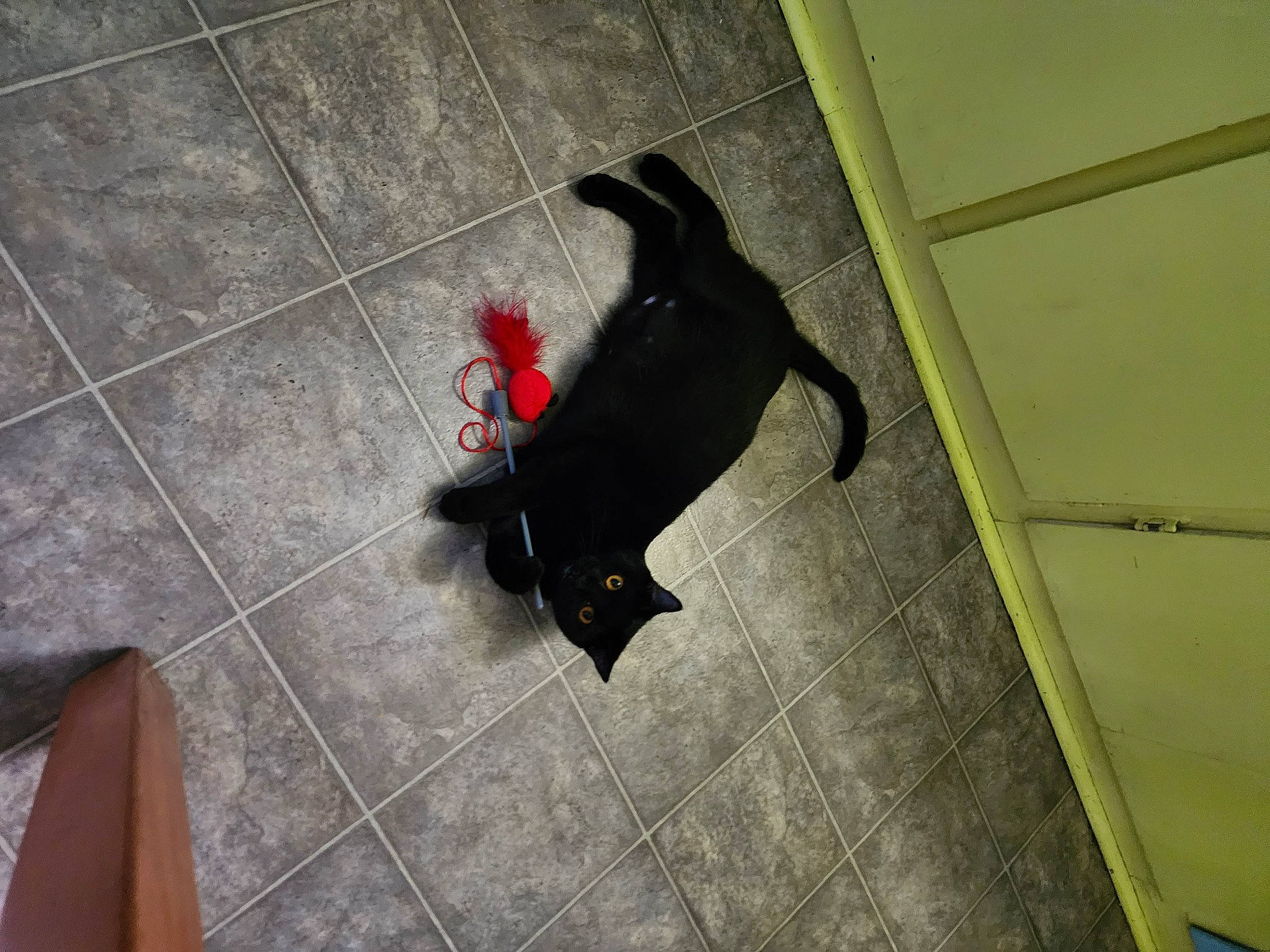 Geekiss joined the competition — help win amazing prizes! canidae, carmine, carnivore, companion_dog, dog, dog_breed, dog_supply, floor, flooring, fur, hardwood, pet_supply, road_surface, shadow, snout, sporting_group, tail, tile, tints_and_shades, wood