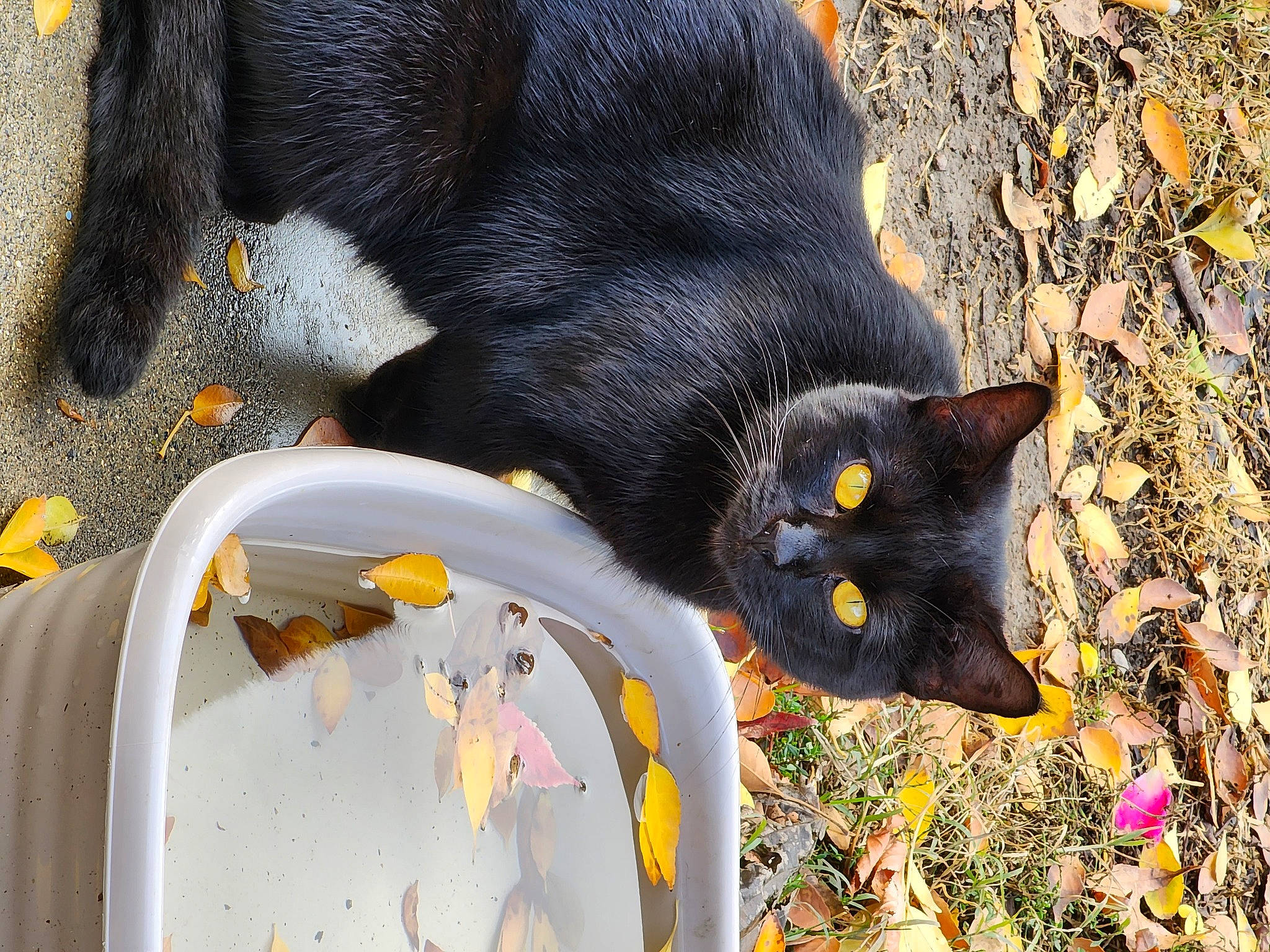 Rodent is registered to the contest to win money with this photo: black_cat, bombay, carnivore, cat, claw, dog_breed, domestic_short_haired_cat, eye, felidae, fur, grass, organism, plant, small_to_medium_sized_cats, snout, tail, terrestrial_animal, vertebrate, whiskers, yellow