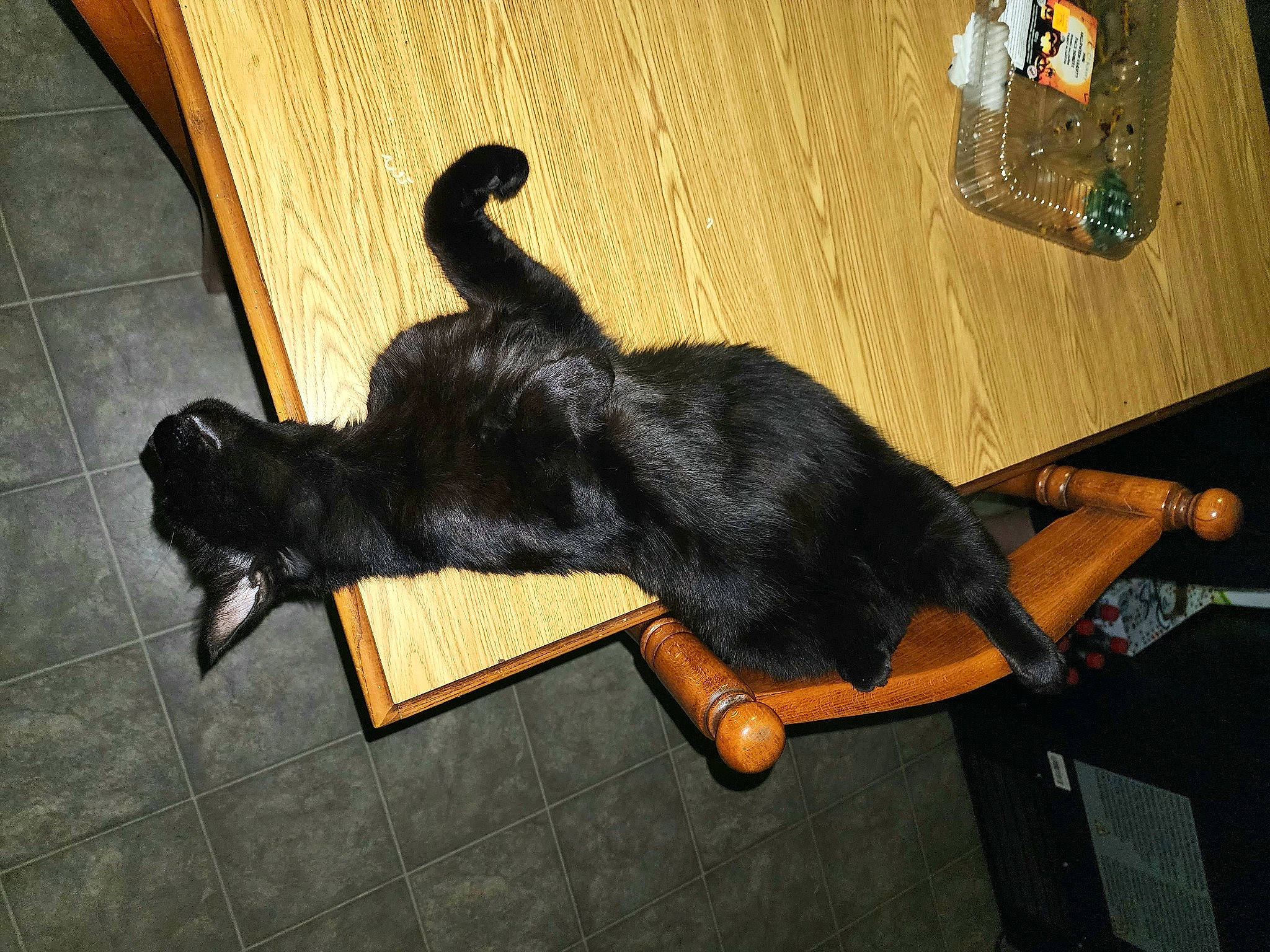 Rodent joined the competition — help win amazing prizes! black_cat, bombay, carnivore, cat, claw, comfort, desk, dog_breed, domestic_short_haired_cat, felidae, flooring, fur, hardwood, paw, small_to_medium_sized_cats, table, tail, terrestrial_animal, whiskers, wood