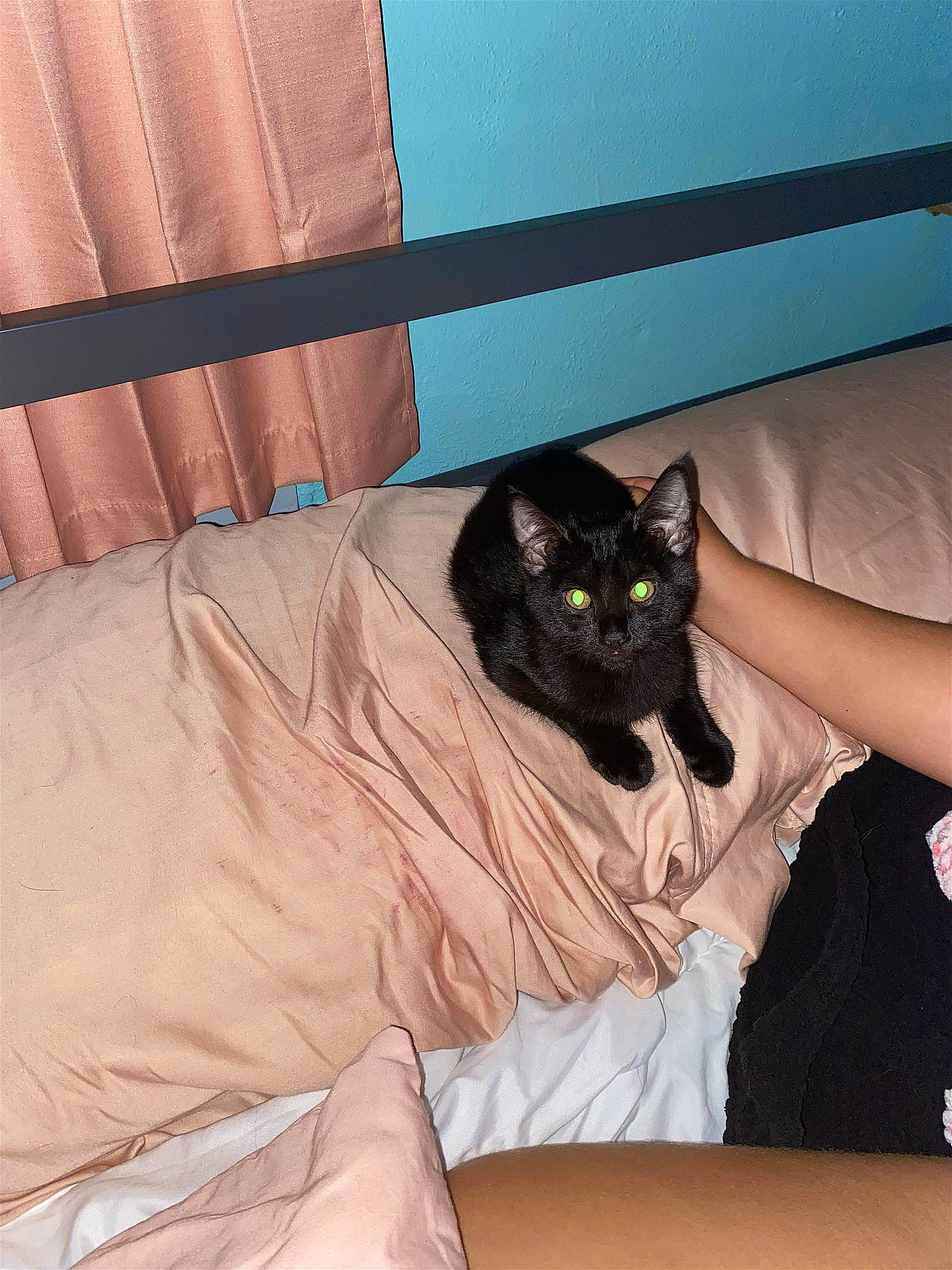 Rodent is registered to the contest to win money with this photo: bed, black_cat, carnivore, cat, comfort, couch, domestic_short_haired_cat, felidae, fur, hardwood, human_leg, linens, room, sitting, small_to_medium_sized_cats, tail, textile, thigh, whiskers, wood