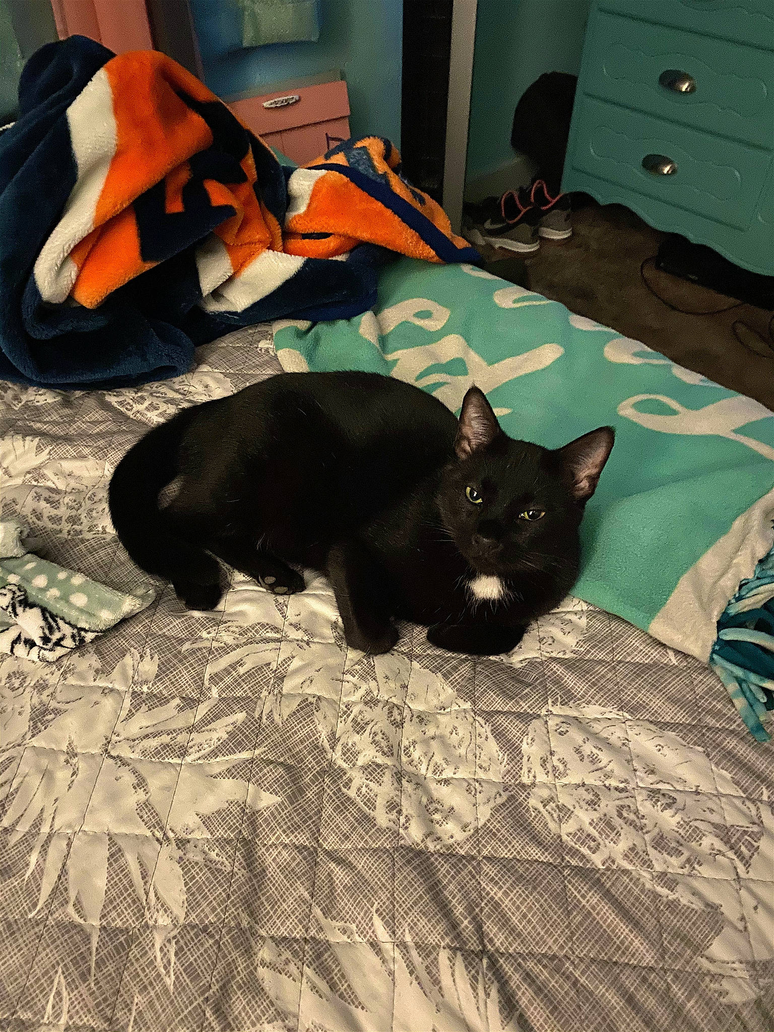 Luna is registered to the contest to win money with this photo: bed, bedding, black_cat, bombay, cabinetry, carnivore, cat, comfort, dog_breed, domestic_short_haired_cat, felidae, floor, flooring, fur, grey, linens, room, small_to_medium_sized_cats, tail, whiskers