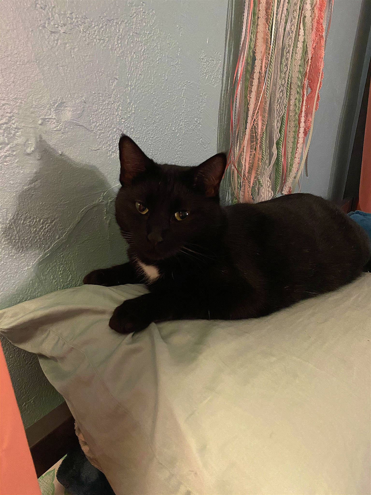 Luna joined the competition — help win amazing prizes! black_cat, carnivore, cat, cat_supply, comfort, curtain, domestic_short_haired_cat, felidae, floor, fur, grey, hardwood, room, small_to_medium_sized_cats, snout, tail, terrestrial_animal, whiskers, window, wood