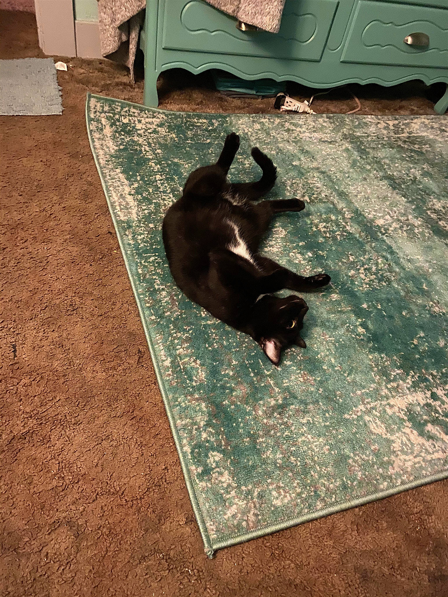 Luna is registered to the contest to win money with this photo: brown, carnivore, carpet, comfort, companion_dog, dog, dog_breed, fawn, felidae, floor, flooring, fur, hardwood, living_room, room, small_to_medium_sized_cats, tail, tints_and_shades, vehicle_door, wood