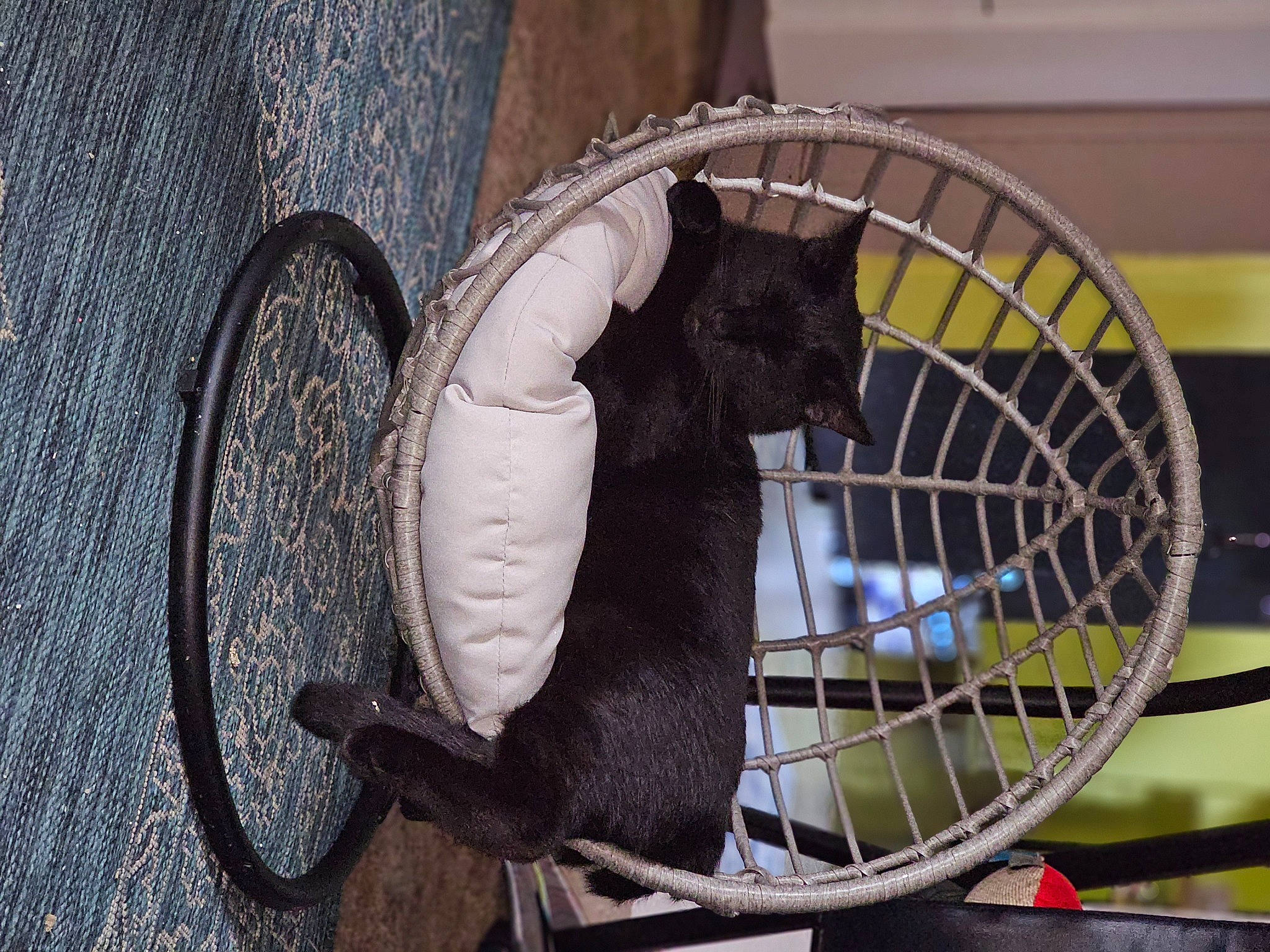 Blaze is registered to the contest to win money with this photo: automotive_tire, bicycle, bicycle_accessory, bicycle_fork, bicycle_frame, bicycle_handlebar, bicycle_hub, bicycle_part, bicycle_saddle, bicycle_tire, bicycle_wheel, carnivore, felidae, groupset, hub_gear, pet_supply, rim, sports_equipment, tire, wheel