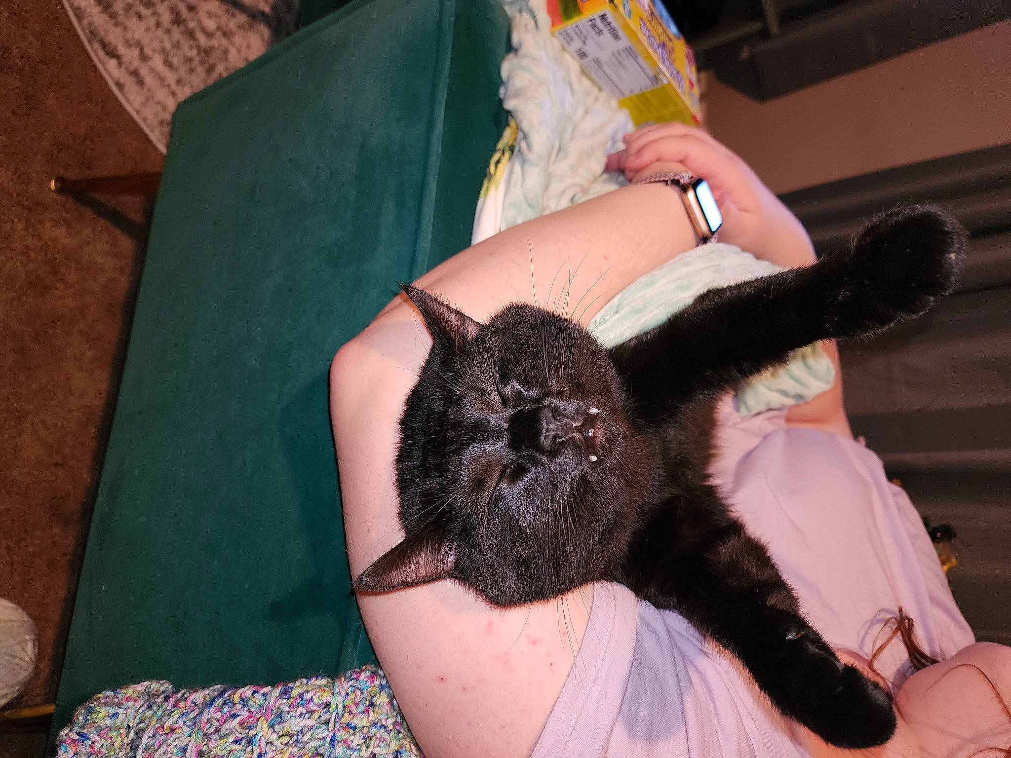 Blaze joined the competition — help win amazing prizes! beard, carnivore, cat, comfort, couch, dog_breed, domestic_short_haired_cat, fashion_accessory, fawn, felidae, fur, gesture, hand, human_leg, nail, small_to_medium_sized_cats, snout, watch, whiskers, wrist