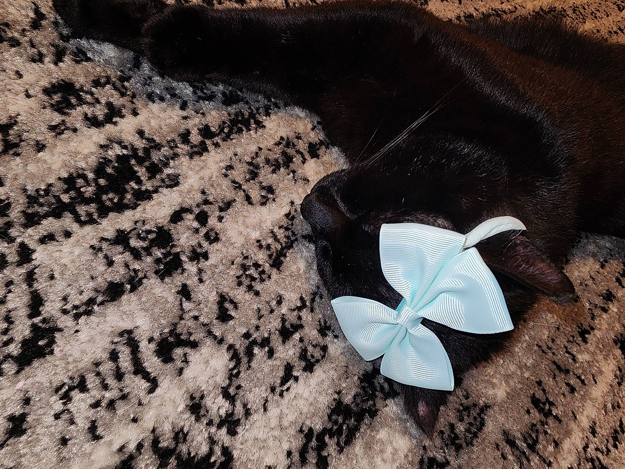 Blaze is registered to the contest to win money with this photo: art, beach, fashion_accessory, flower, illustration, insect, landscape, monochrome_photography, paper, petal, rock, seabird, shadow, soil, wind_wave, wing