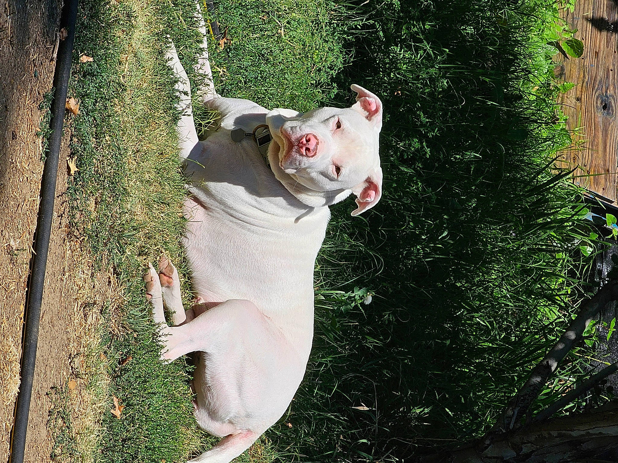 Thumper joined the competition — help win amazing prizes! carnivore, collar, companion_dog, dog, dog_breed, english_white_terrier, fawn, felidae, grass, human_body, plant, small_to_medium_sized_cats, sporting_group, tail, terrestrial_animal, toy, tree, trunk, whiskers, wood