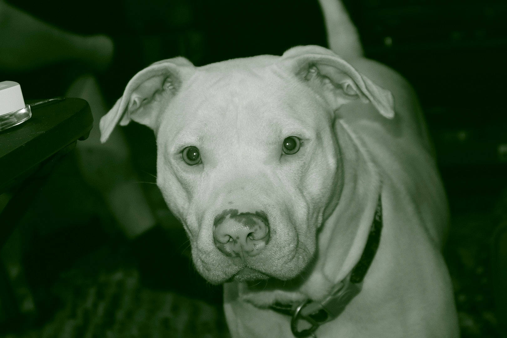 Thumper joined the competition — help win amazing prizes! canidae, carnivore, collar, companion_dog, cordoba_fighting_dog, dog, dog_breed, dog_collar, fawn, grass, monochrome_photography, non_sporting_group, snout, sporting_group, whiskers, working_animal, wrinkle