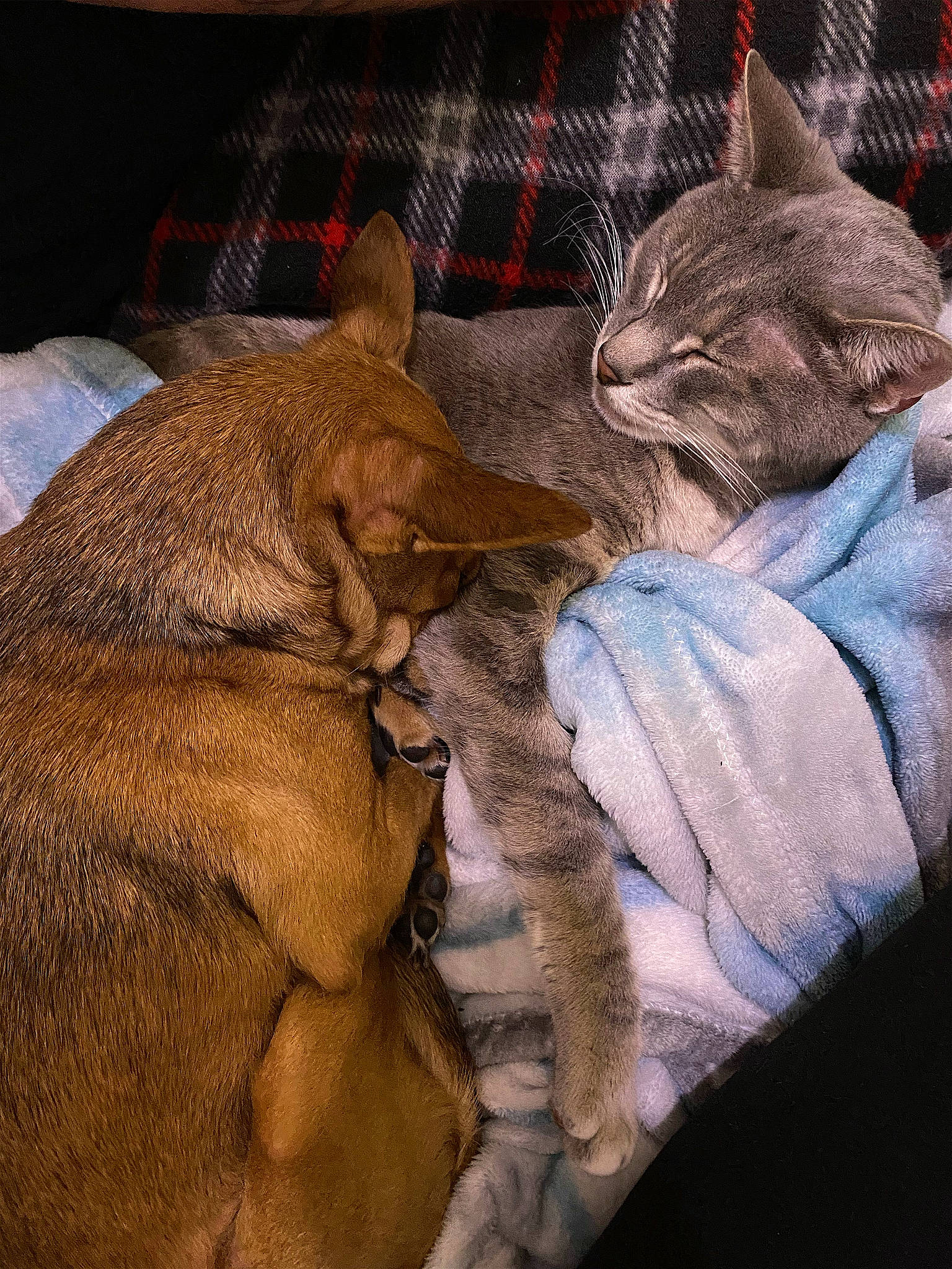 Maisy is registered to the contest to win money with this photo: art, canidae, carnivore, cat, claw, comfort, domestic_short_haired_cat, fawn, felidae, fur, linens, liver, mammal, paw, sitting, small_to_medium_sized_cats, snout, tail, textile, whiskers