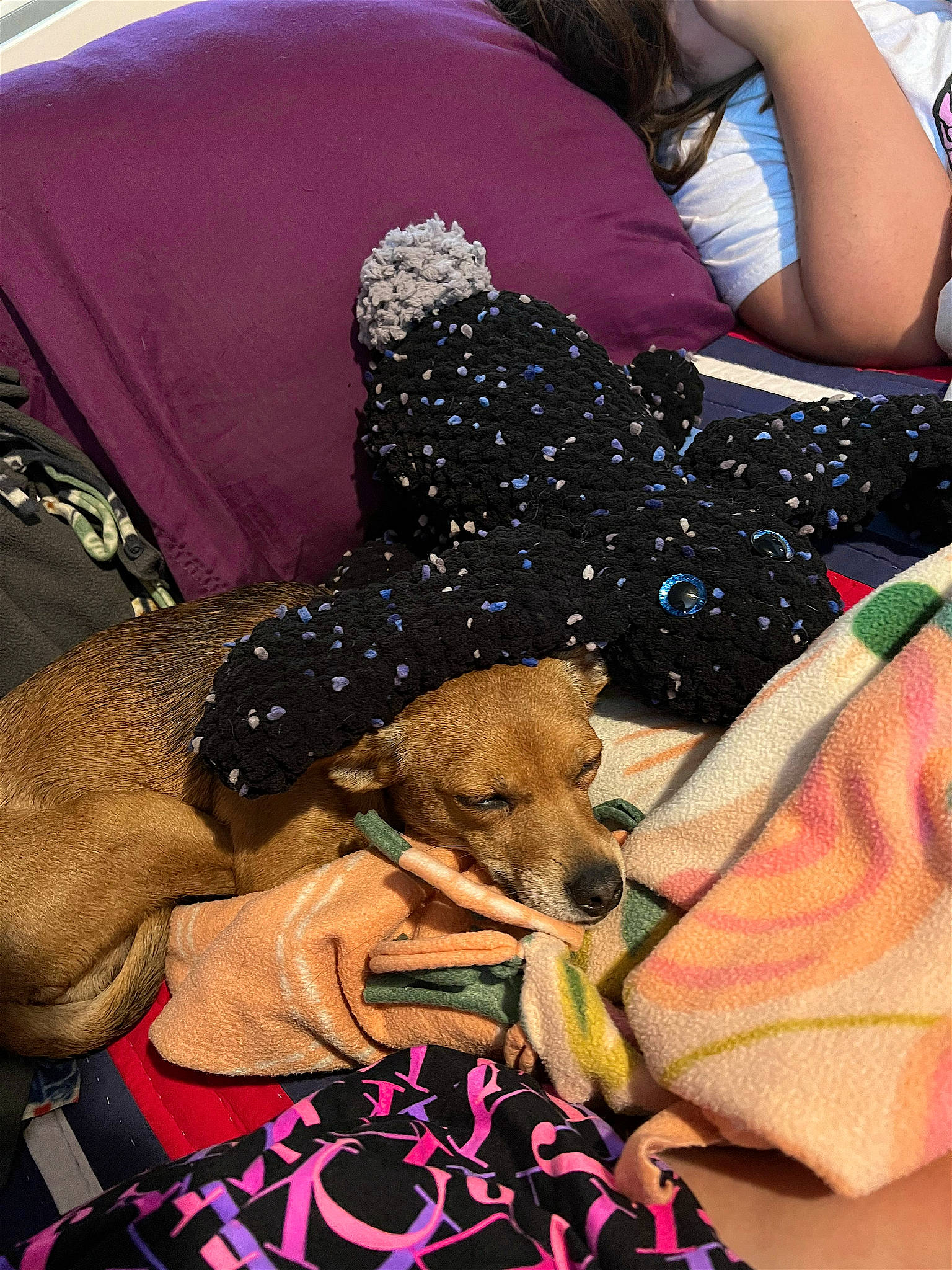 Maisy joined the competition — help win amazing prizes! art, carnivore, comfort, companion_dog, couch, dog, dog_breed, dog_supply, fawn, fun, linens, magenta, nap, painting, pattern, room, sporting_group, textile, thigh, toy_dog