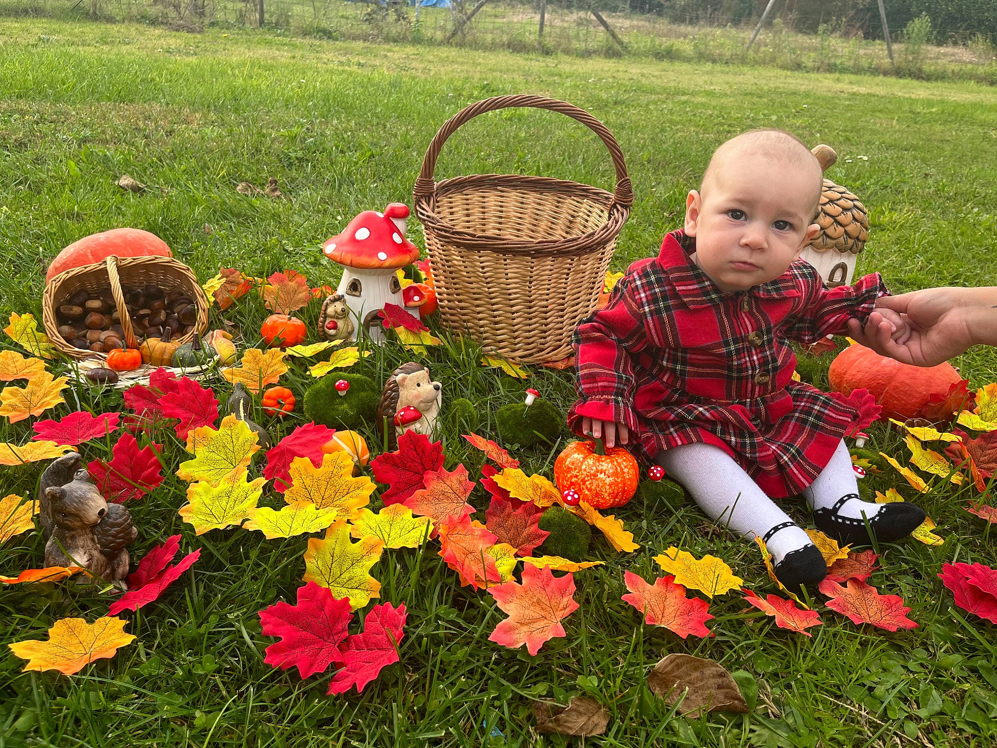 Heïley a rejoint le concours — aidez-le/la à gagner de superbes lots ! annual_plant, baby, basket, botany, event, flower, fun, garden, grass, groundcover, lawn, leisure, people_in_nature, person, petal, picnic_basket, plant, recreation, toddler, toy