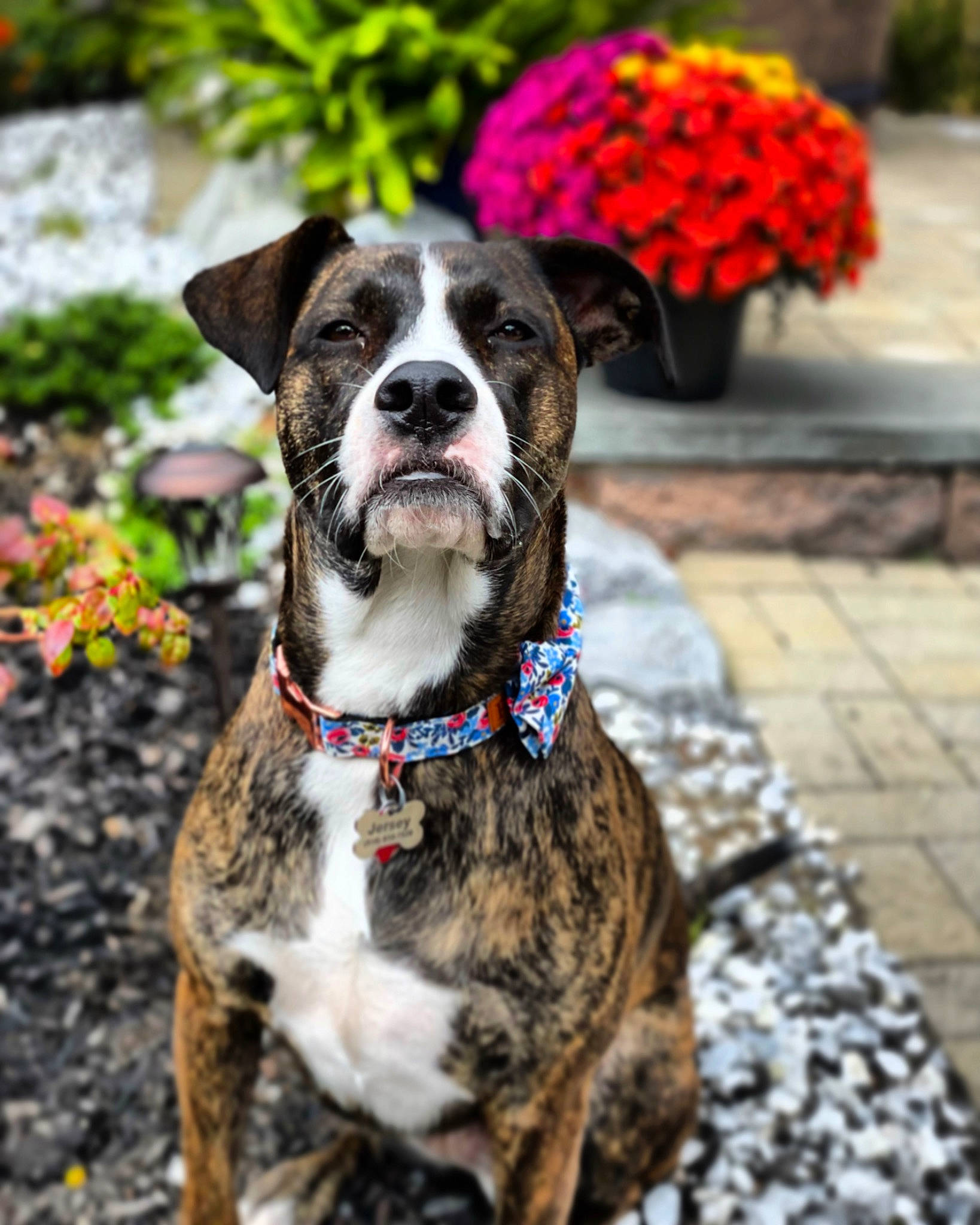 Jersey joined the competition — help win amazing prizes! canidae, carnivore, collar, companion_dog, dog, dog_breed, dog_collar, dog_supply, fashion_accessory, fawn, flower, flowerpot, grass, leash, pet_supply, plant, snout, sporting_group, whiskers, working_animal