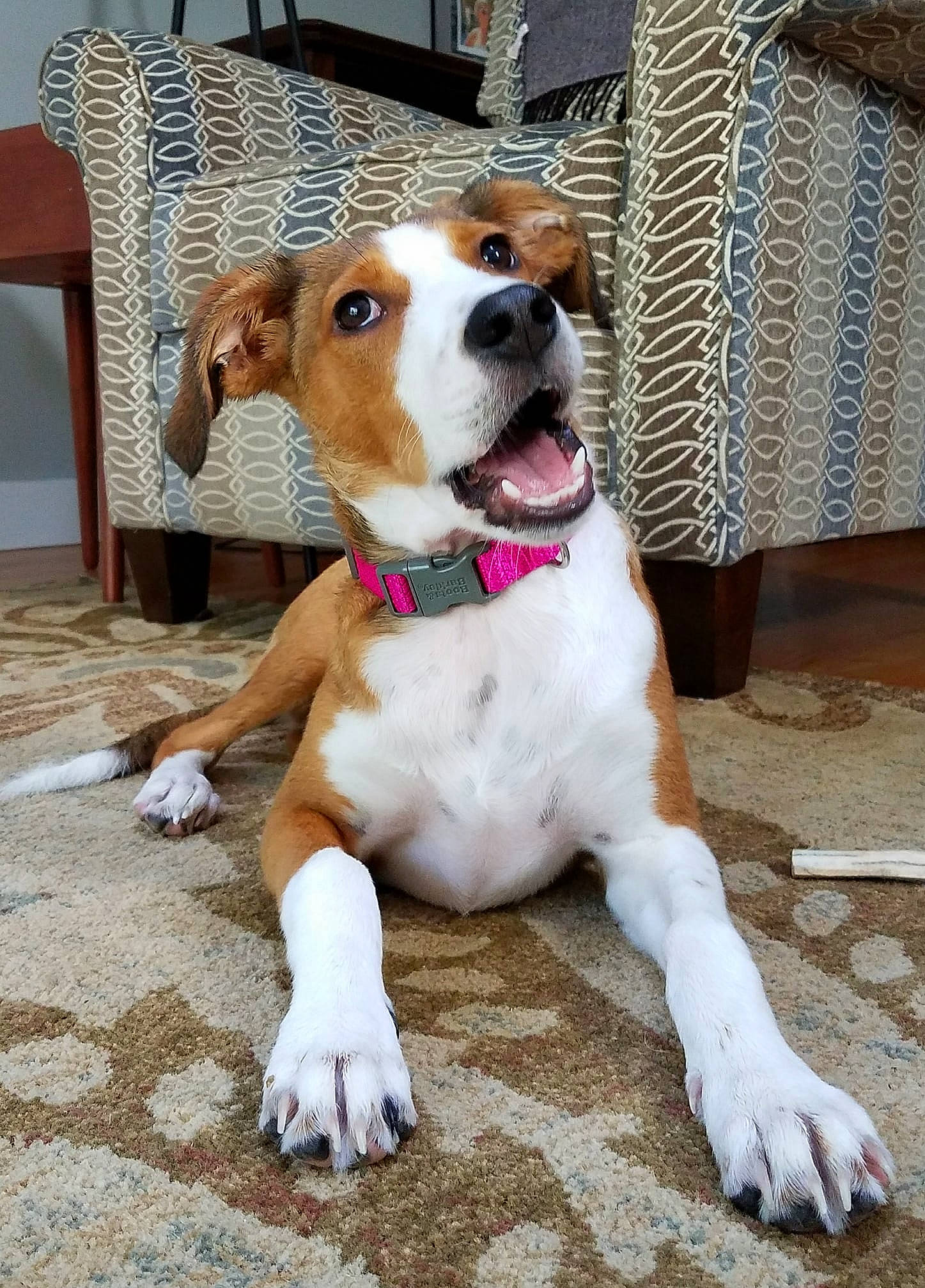 Millie joined the competition — help win amazing prizes! canidae, carnivore, collar, companion_dog, dog, dog_breed, dog_collar, dog_supply, fawn, floor, flooring, foot, fur, home_accessories, hound, paw, pet_supply, snout, sporting_group, working_animal