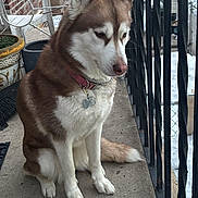 Gracie joined the competition — help win amazing prizes! dog, husky, pet, animal, outdoor, balcony, potted_plant, snow, metal_railing, collar, tag, fur, sitting, side_view, canine, winter, contemplative, leash, domestic_animal, quiet