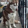 dog, husky, pet, animal, outdoor, balcony, potted_plant, snow, metal_railing, collar, tag, fur, sitting, side_view, canine, winter, contemplative, leash, domestic_animal, quiet