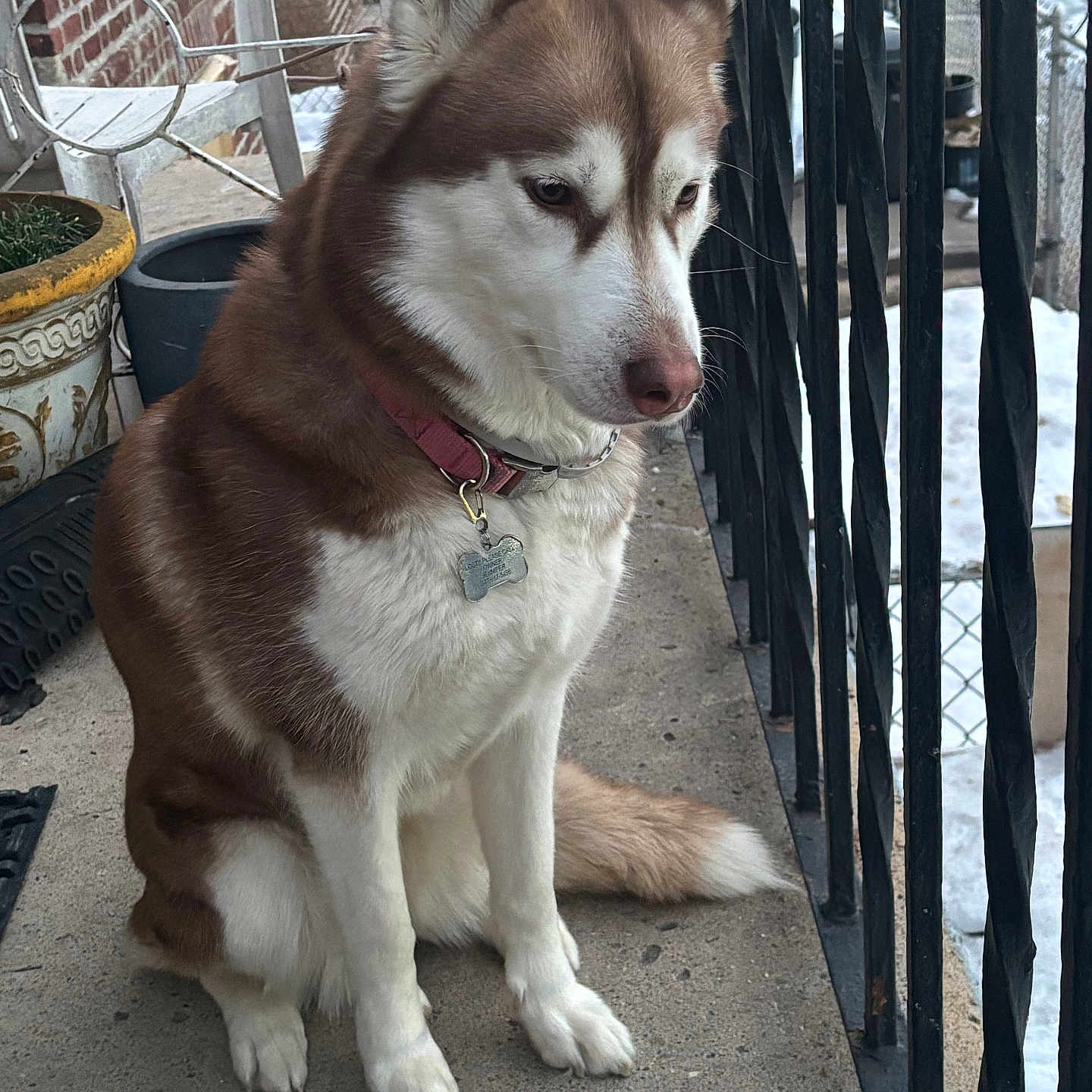Gracie
